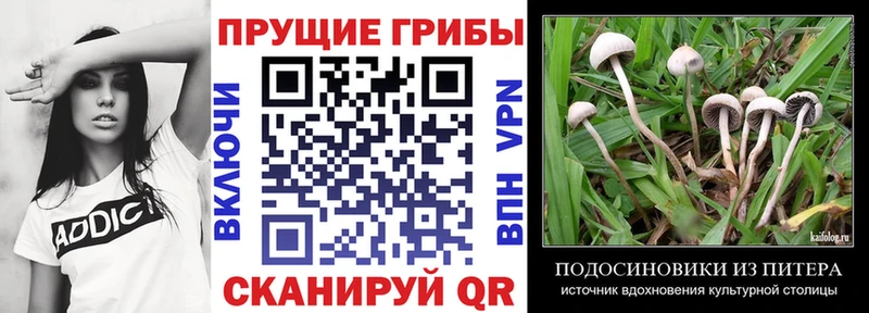 Псилоцибиновые грибы мухоморы  купить наркоту  Судак 